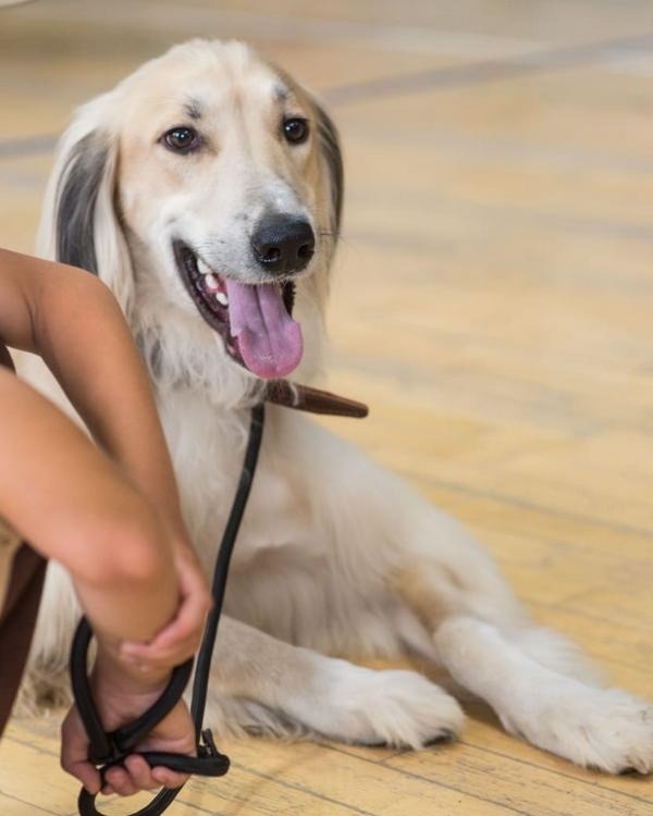 Qaraǵandy oblysynan shyqqan tazy Qazaqstannyń maqtanyshyna aınaldy Qaraǵandy oblysynan shyqqan tazy Qazaqstannyń maqtanyshyna aınaldy