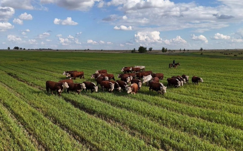 Более 150 тысяч га сельскохозяйственных земель в области Абай вернули государству