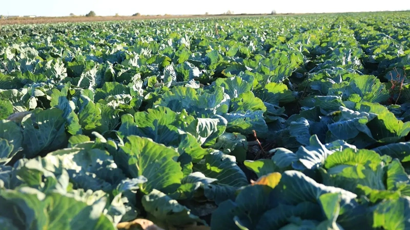 Kazakhstan harvests nearly 500,000 tons of cabbage