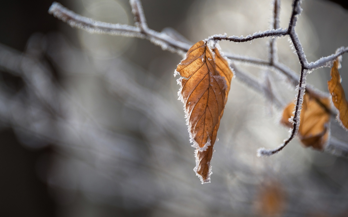 Ауа температурасы -2°C дейін төмендеп, үсік жүреді