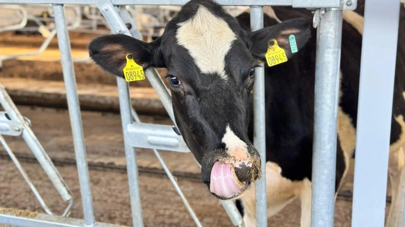 RFID tagging to cover 90% of Kazakhstan’s livestock by 2028
