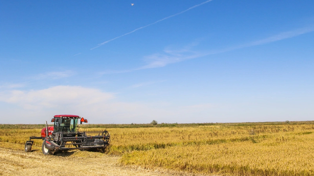 Қара адамдар тобы жетілген әйелге терең жұлдыру минетін береді.