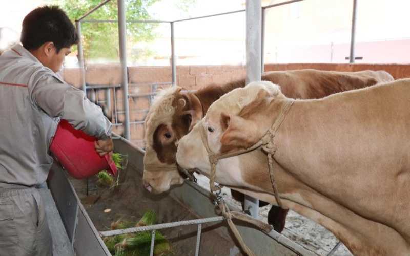 В Жамбылской области выявлено 10 случаев бешенства и других заболеваний у животных