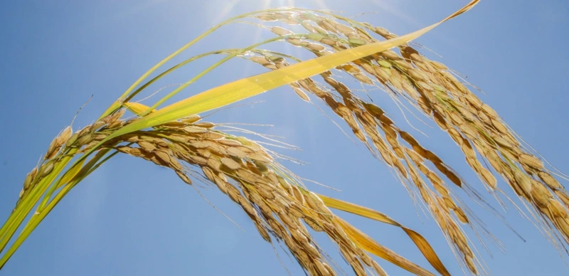 Шырынды, толық қызыл шашты афроамерикалықтың қолына түсті. Шырынды, толық қызыл шашты афроамерикалықтың қолына түсті.