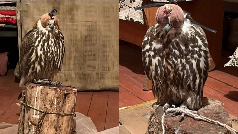 Жетісу облысында сұңқарларды заңсыз ұстаған азамат анықталды