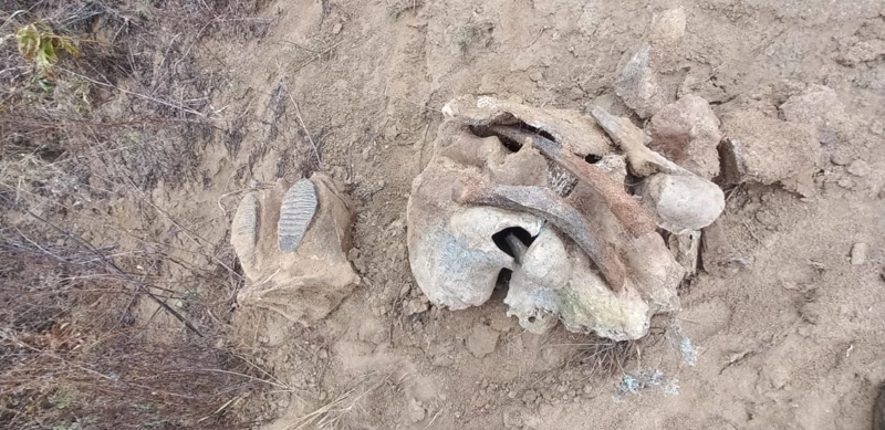 СҚО-да ауыл тұрғыны мамонттың сүйектерін тапты 