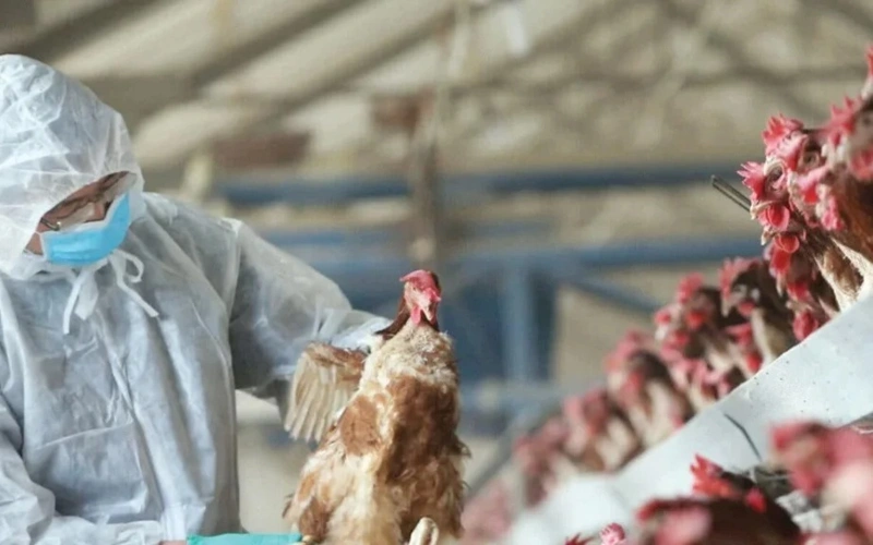 парранда гриппи