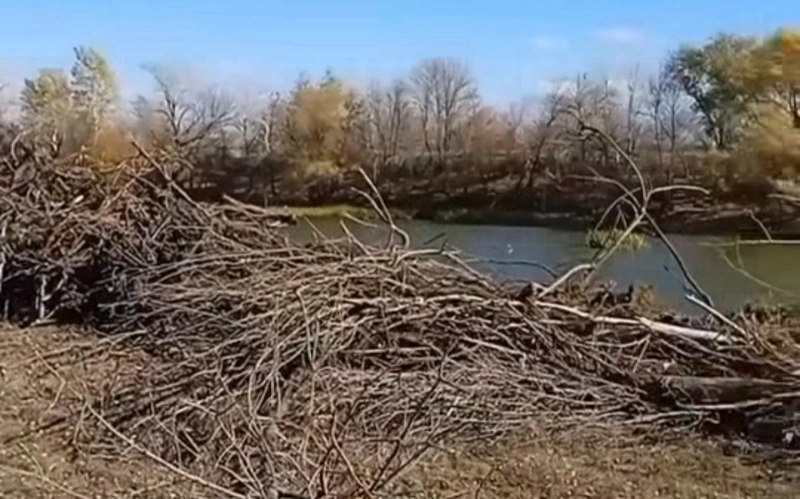 деревья ЗКО вырубка 