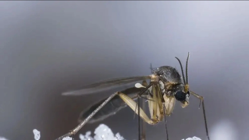 Исландияда илк бор чивинлар аниқланди