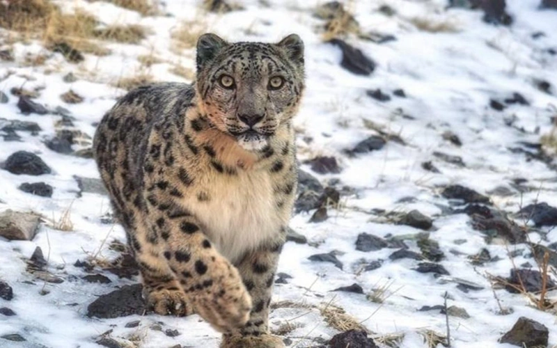Около 189 особей снежного барса обитают в заповедниках Казахстана