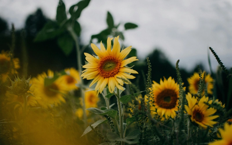 Казахстан способен закрыть потребности стран Центральной Азии в подсолнечном масле