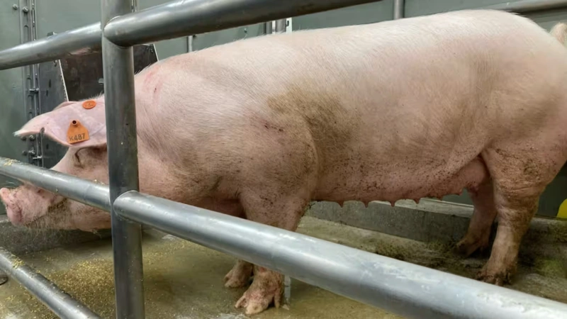 Япония готовится к разведению свиней-клонов для пересадки органов людям