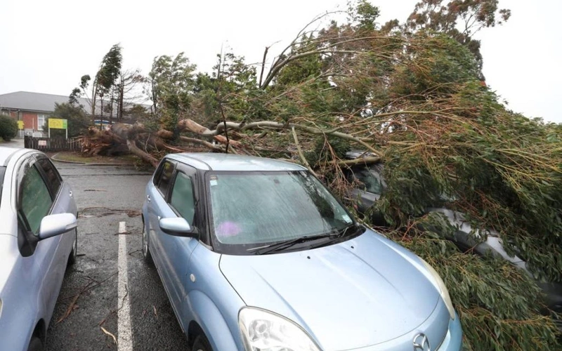 Yangi Zelandiyada kuchli shamol minglab aholini elektrsiz qoldirdi