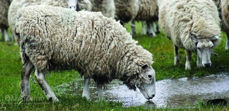 В области Абай выявили нарушения при выдаче субсидий в сельском хозяйстве