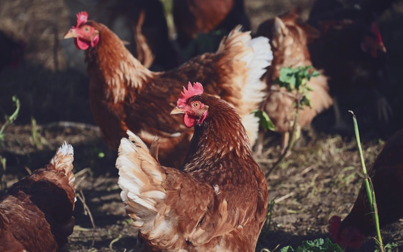 Вспышка птичьего гриппа в Германии: фермеры уничтожили более 160 тысяч пернатых