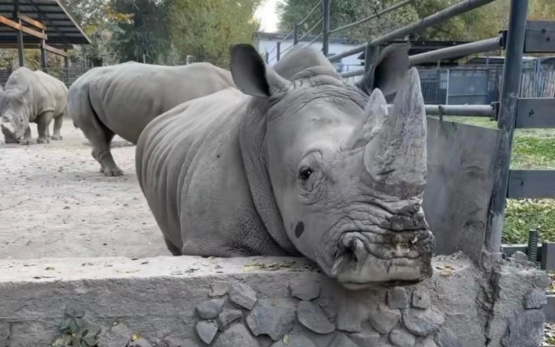 Алматы зообағында мүйізтұмсыққа тас лақтырған адам іздестіріліп жатыр Алматы зообағында мүйізтұмсыққа тас лақтырған адам іздестіріліп жатыр