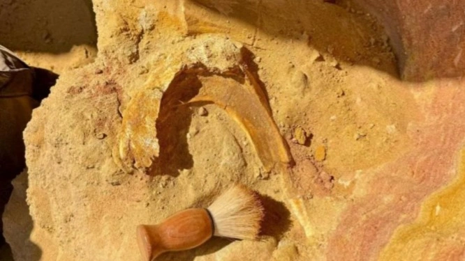 Череп утконосого динозавра обнаружили в Таджикистане