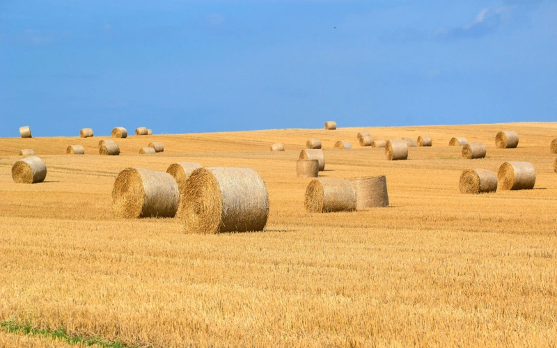Более 37 млн тонн кормов заготовили в Казахстане