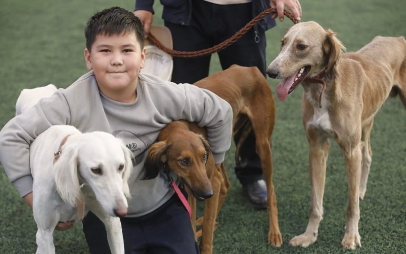 Быстро учатся: в Алматы выявляют лучших собак породы тазы