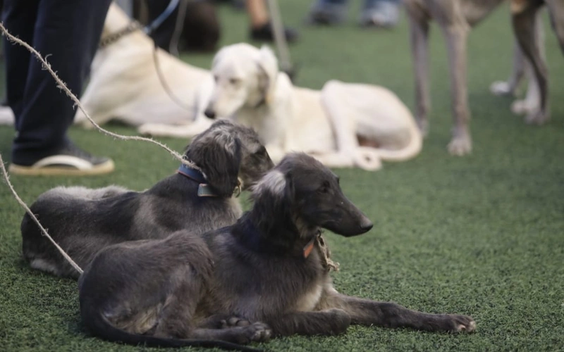 Быстро учатся: в Алматы выявляют лучших собак породы тазы
