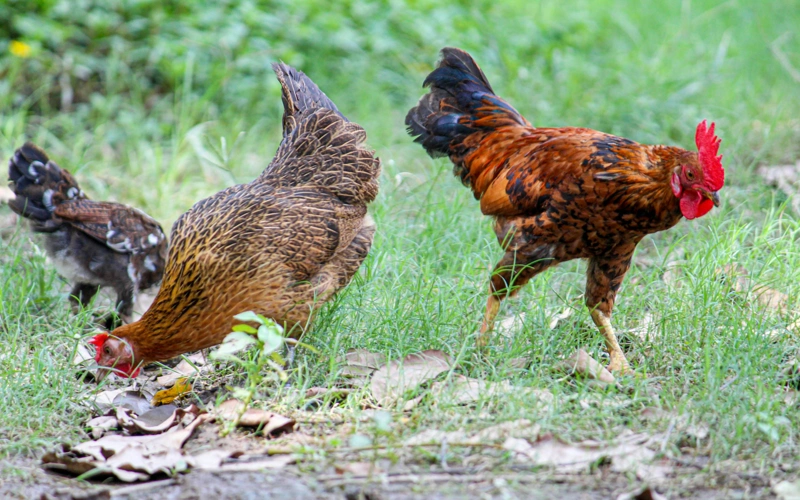 Вспышка птичьего гриппа в Германии: фермерам увеличат компенсации