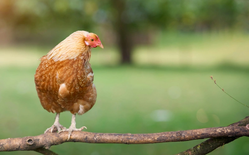 В Германии из-за птичьего гриппа уничтожат еще 130 тысяч птиц