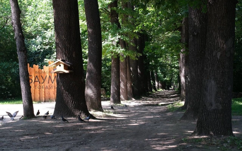 В роще Баума неизвестные вырубили деревья и оставили бензопилу