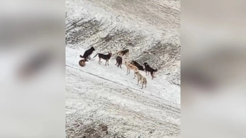 Бродячие собаки нападают на домашний скот в СКО