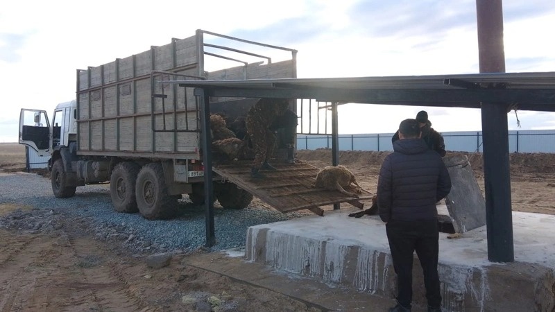 гибель коз и овец гибель коз и овец