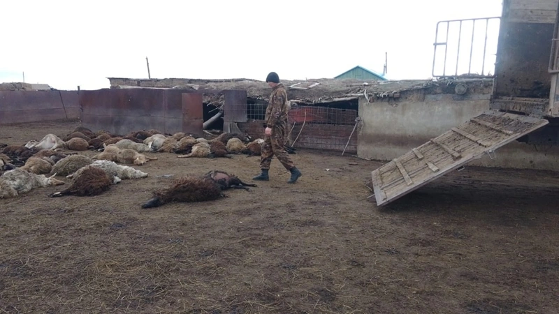 гибель коз и овец