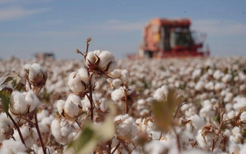 Kazakhstan wraps up 2025 cotton harvest