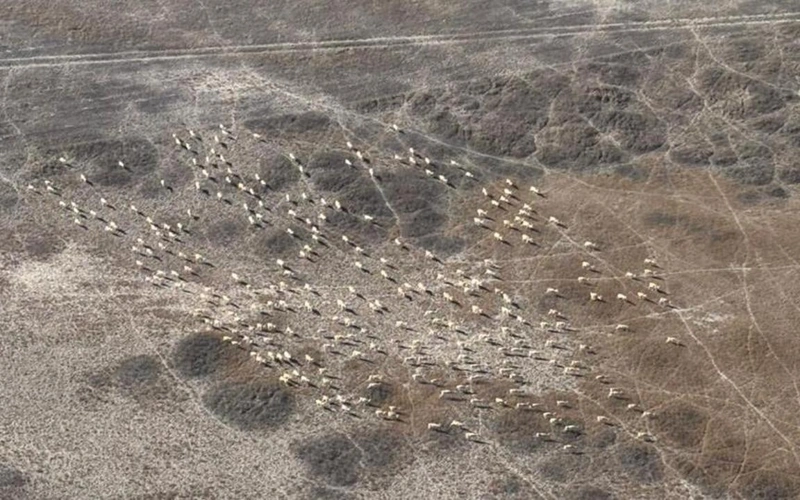 подсчет диких животных, жикие животные 