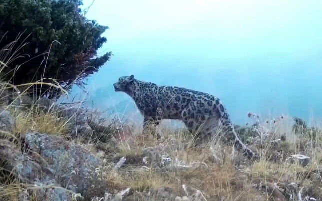 Іlbis