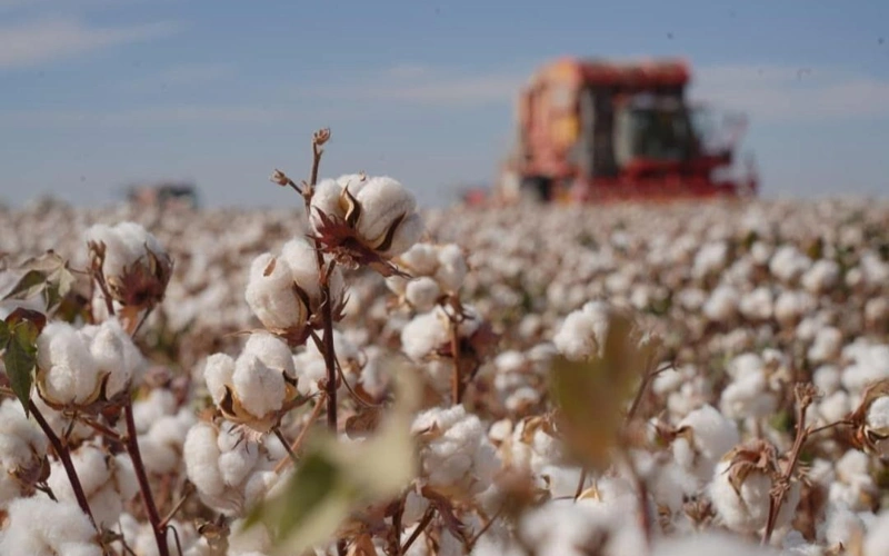 Қазақстанда мақта терімі аяқталуға жақын