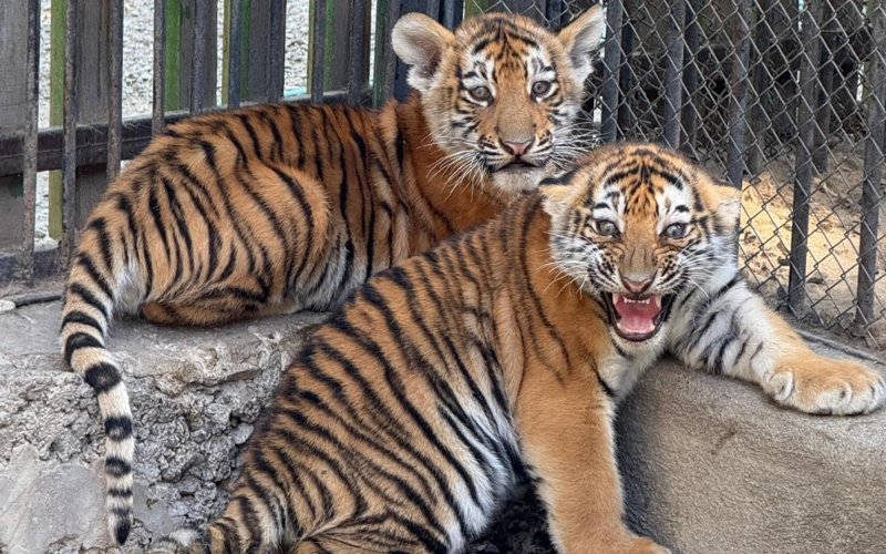 Алматы зообағында биыл 87 төл дүниеге келді