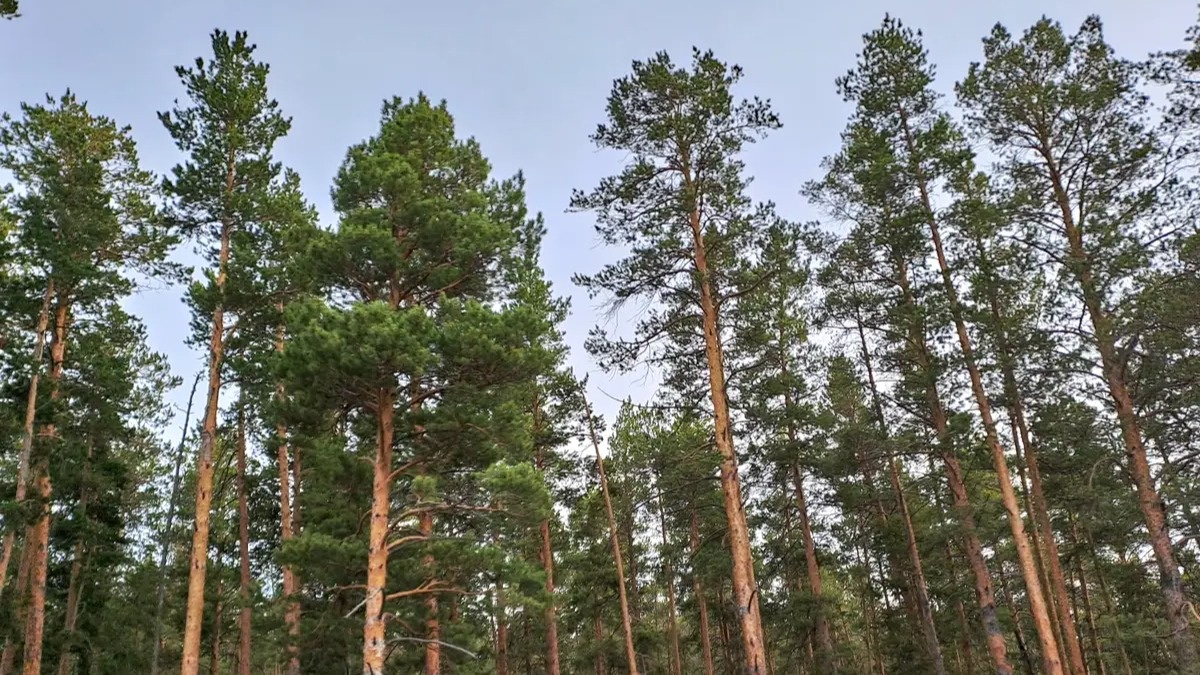 Kazakhstan proposes establishing Regional Forestry Training Center in ...