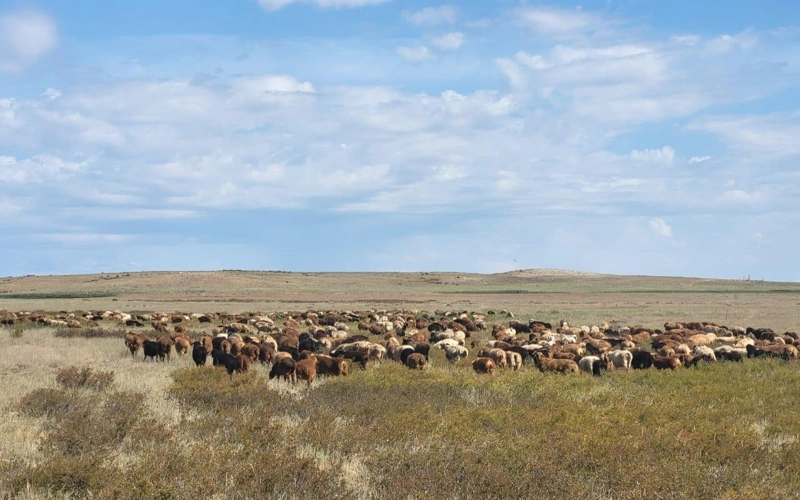 овцы, овцеводство