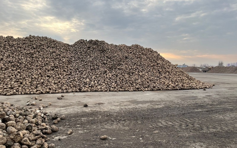 Как проходит приемка сахарной свеклы в Жетысу о