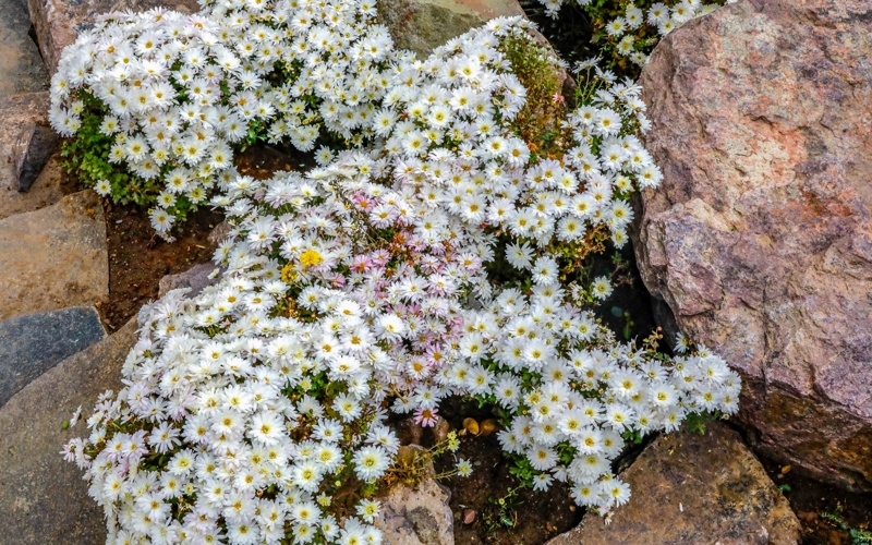 Алматыда Президент резиденциясы орнындағы жаңа саябақ қалай түрленді