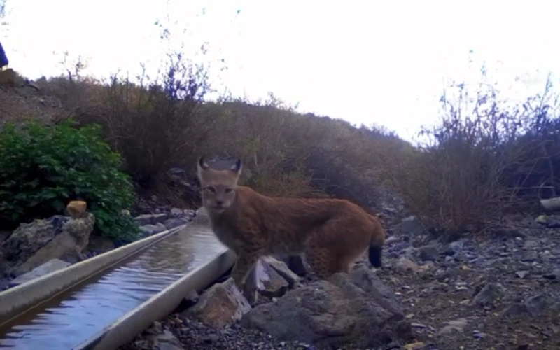 фотоловушка