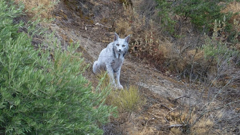 Опубликова первый в мире снимок уникальной белой пиренейской рыси