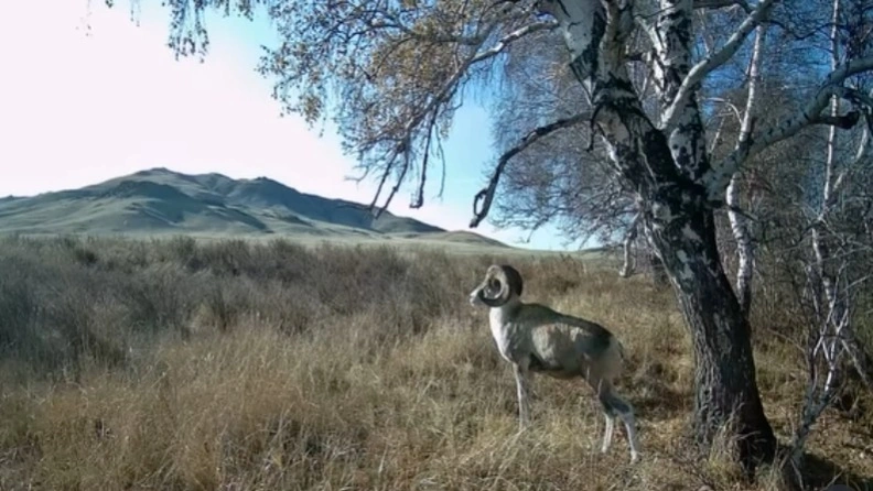 Қыздардың көңіл көтеруі туралы порно видео