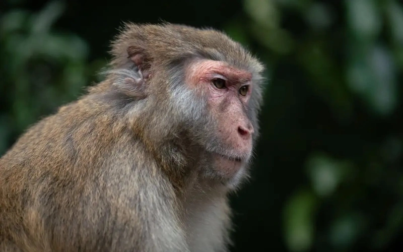 Американка застрелила сбежавшую лабораторную обезьяну