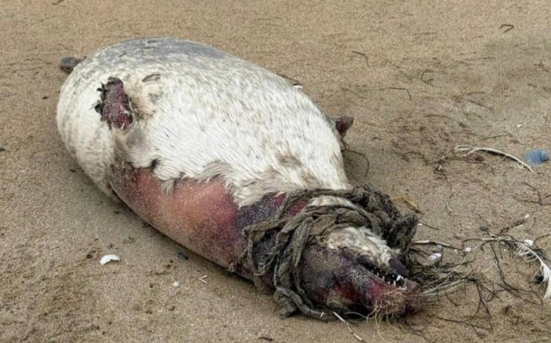 Маңғыстауда тағы да итбалық қырылып жатыр