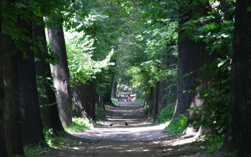 В Алматы сохранят природный облик рощи Баума при благоустройстве территории