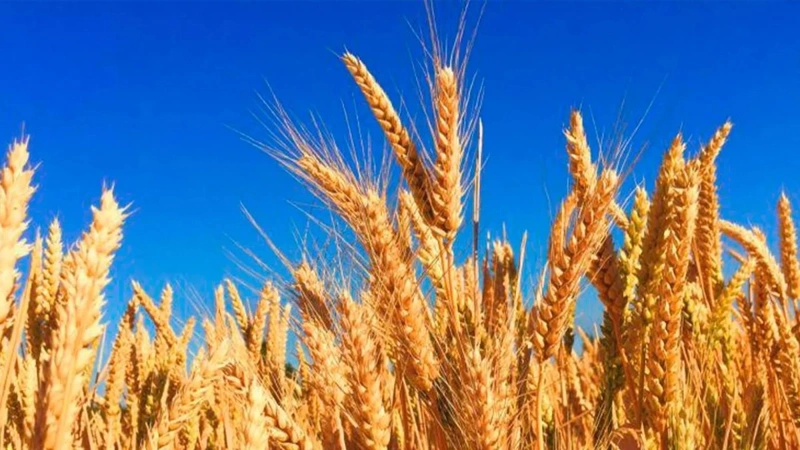 Kazakhstan harvests a record 1 mln tons of legumes and 4.3 mln tons of oilseeds