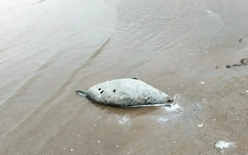 Agriculture Ministry says seals’ mass die-off in Mangistau caused by weakened immune system