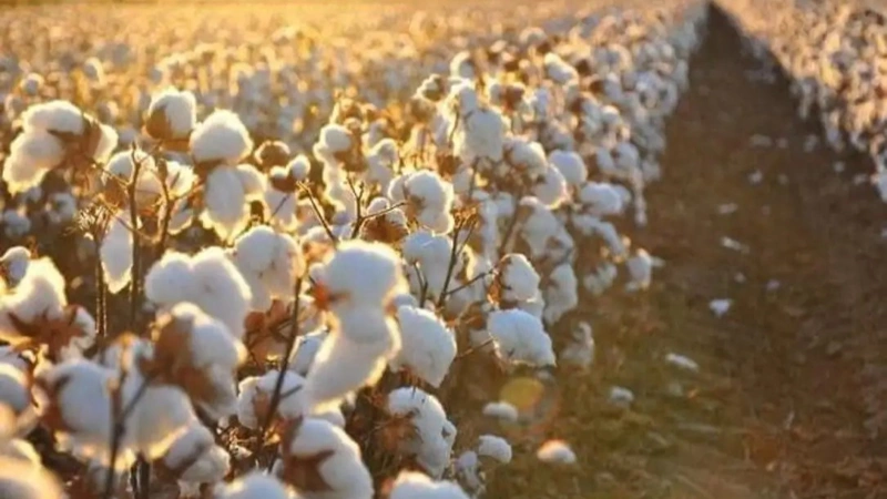 Kazakhstan boosts cotton yields through new technologies and state support