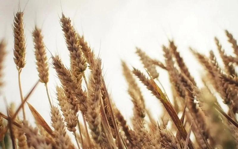 Kazakhstan’s grain exports rise 47% amid untapped market potential 