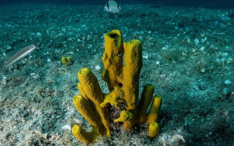 море флора и фауна